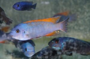 Labeotropheus trewavasae 'Makokola Reef'